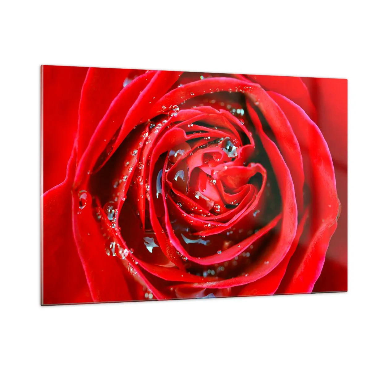 Glasbild - Bild auf glas - Nahaufnahme einer roten Rose mit Tautropfen - 120x80cm - In den Tautropfen - Moderne Wanddekoration für Wohnzimmer und Schlafzimmer ARTTOR