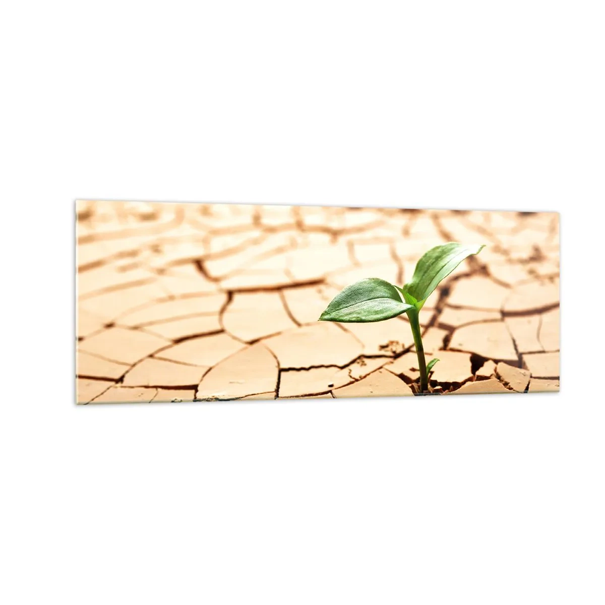Glasbild - Bild auf glas - Eine grüne Pflanze wächst aus trockener, rissiger Erde - 140x50cm - Die unbezähmbare Kraft des Lebens - Moderne Wanddekoration für Wohnzimmer und Schlafzimmer ARTTOR