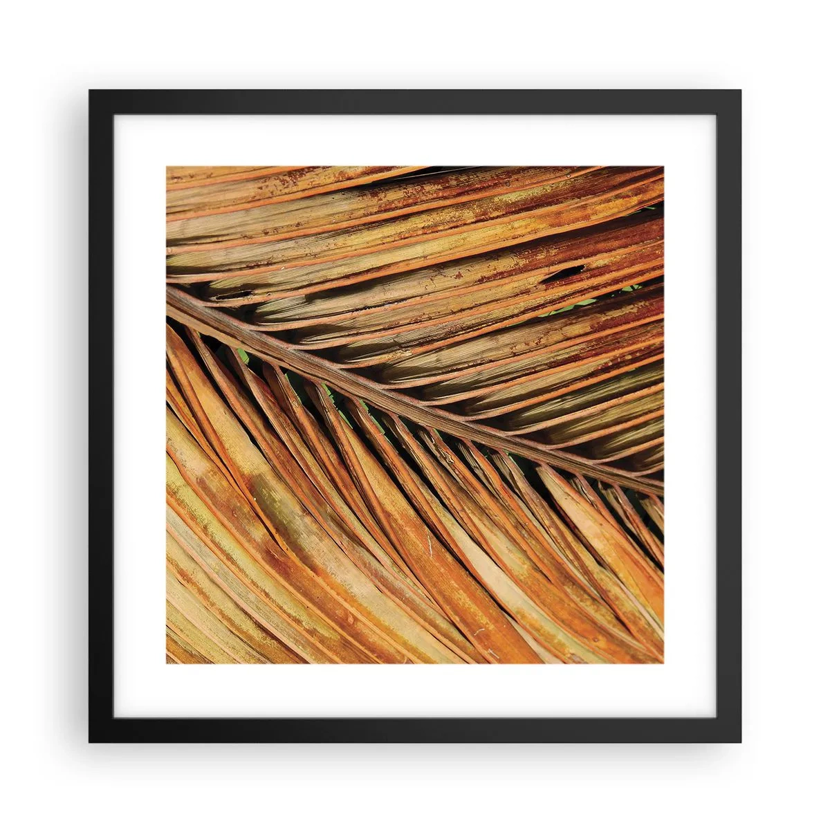 Poster in einem schwarzem Rahmen - Kokosnuss-Gold - 40x40 cm