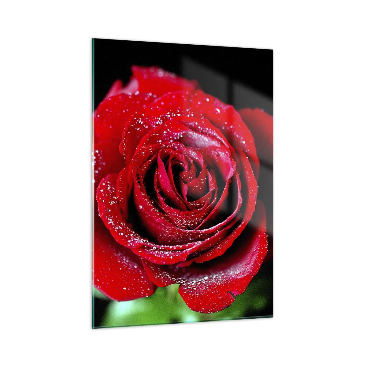 Glasbild - Bild auf glas - Eine rote Rose mit Tautropfen bedeckt auf dunklem Hintergrund - 50x70cm - Das ist Liebe - Moderne Wanddekoration für Wohnzimmer und Schlafzimmer ARTTOR