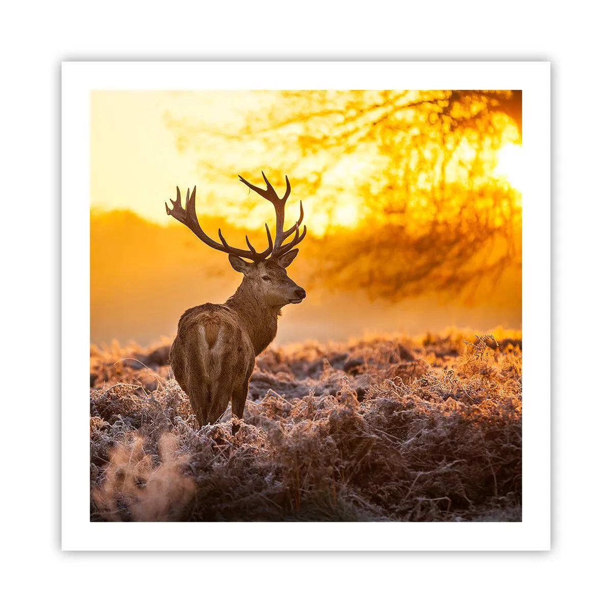 Poster - König des Herbstwaldes - 60x60 cm