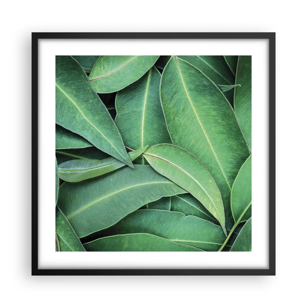 Poster in einem schwarzem Rahmen - Saftig und frisch - 50x50 cm