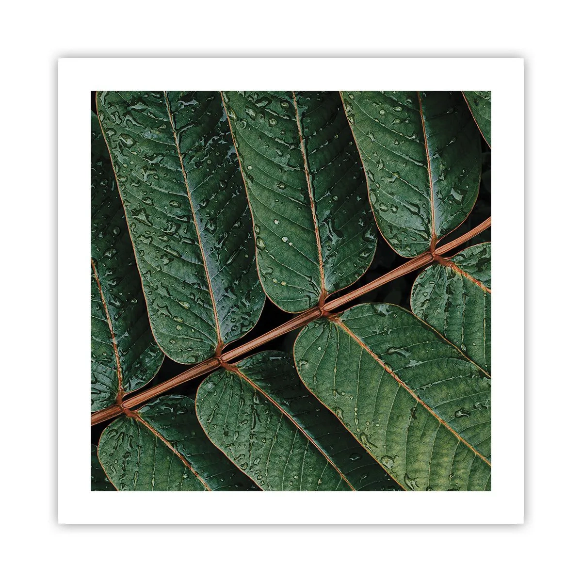 Poster - Im grünen Rhythmus - 50x50 cm