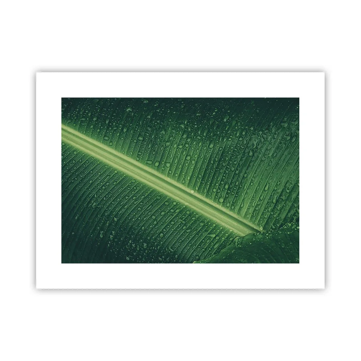 Poster - Die Struktur des Grüns - 40x30 cm