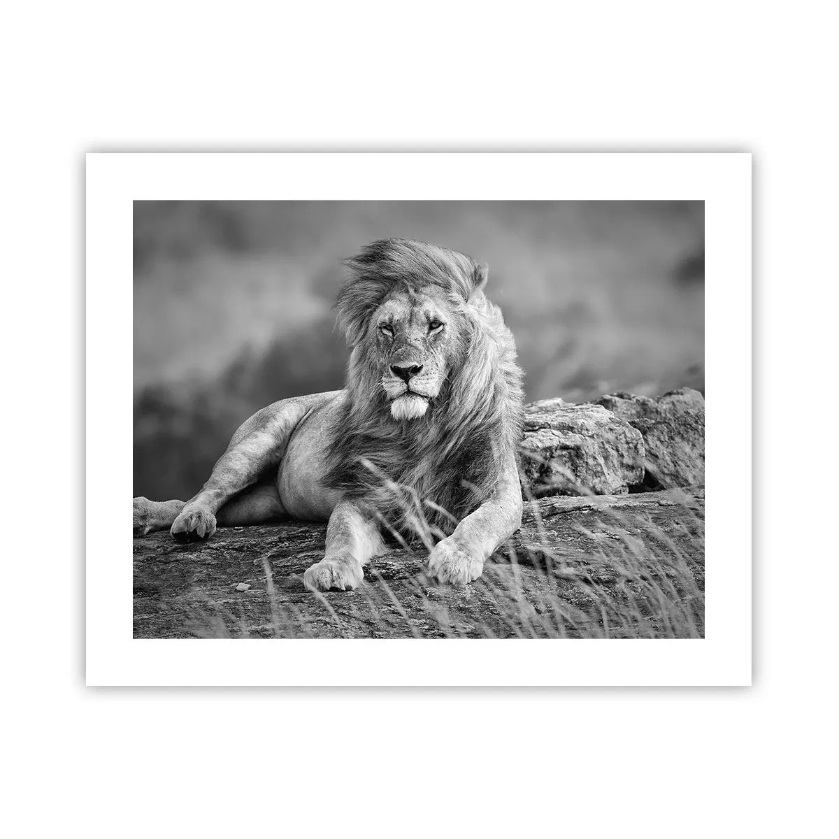 Poster - Königliche Siesta - 50x40 cm