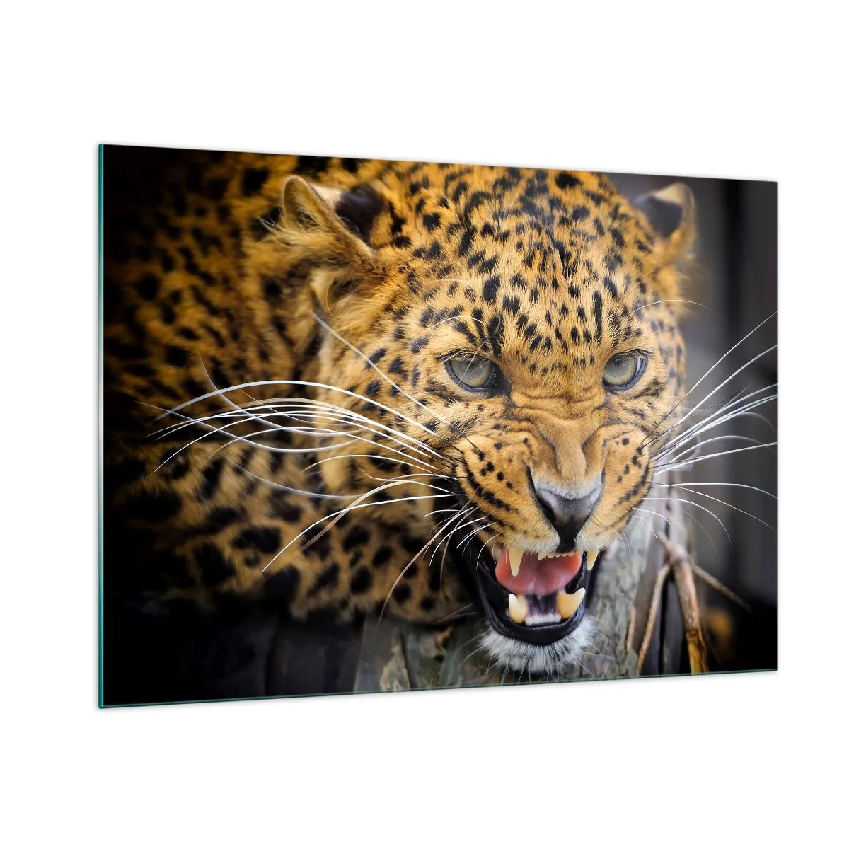 Glasbild - Bild auf glas - Nahaufnahme eines aggressiven Leoparden mit klaren Details - 100x70cm - Bleib zurück, ich warne dich! - Moderne Wanddekoration für Wohnzimmer und Schlafzimmer ARTTOR
