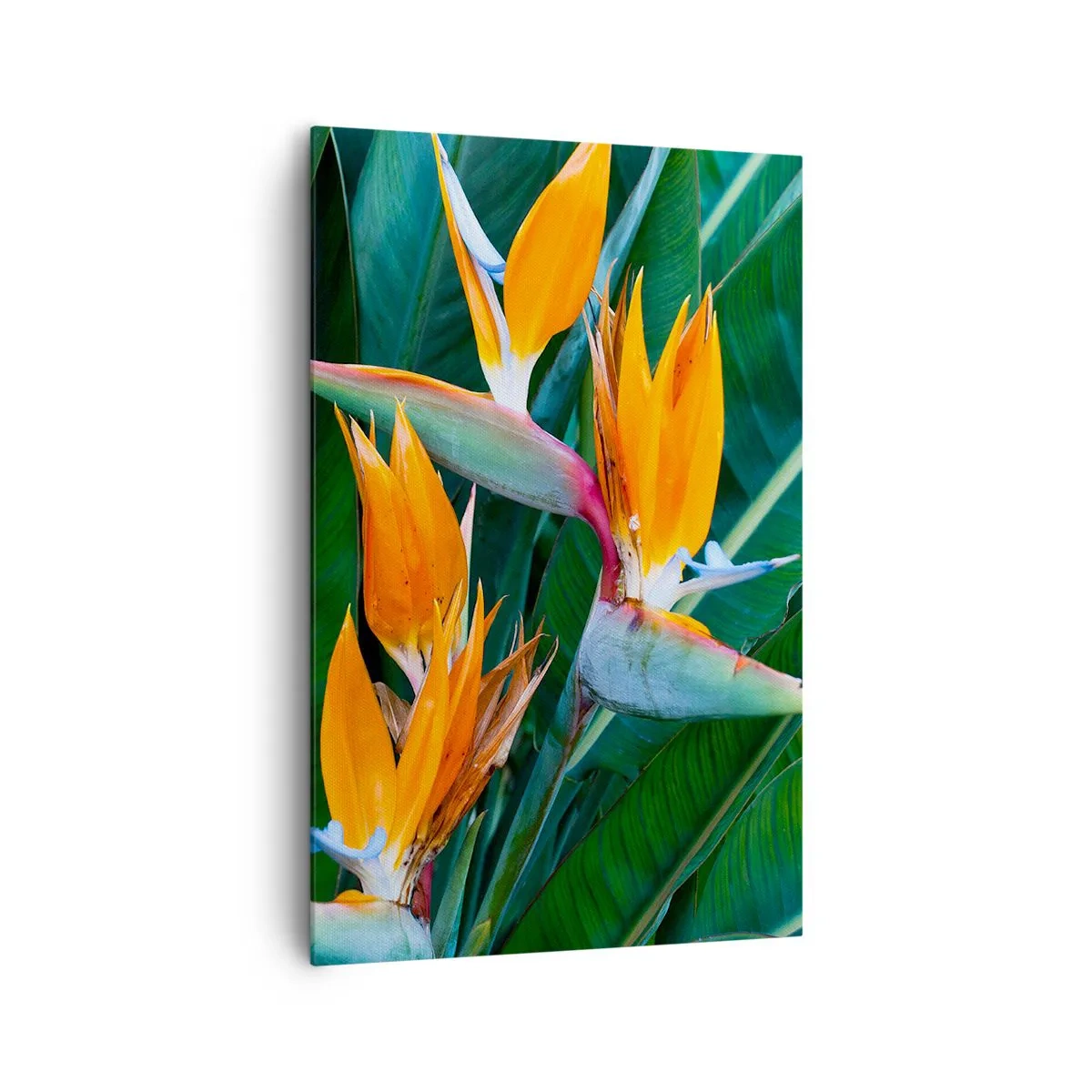 Bild auf Leinwand - Leinwandbild - Exotische Strelitzienblüten, umgeben von grünen Blättern - 80x120cm - Ist es eine Blume oder ist es ein Vogel? - Moderne Wanddekoration für Wohnzimmer und Schlafzimmer ARTTOR