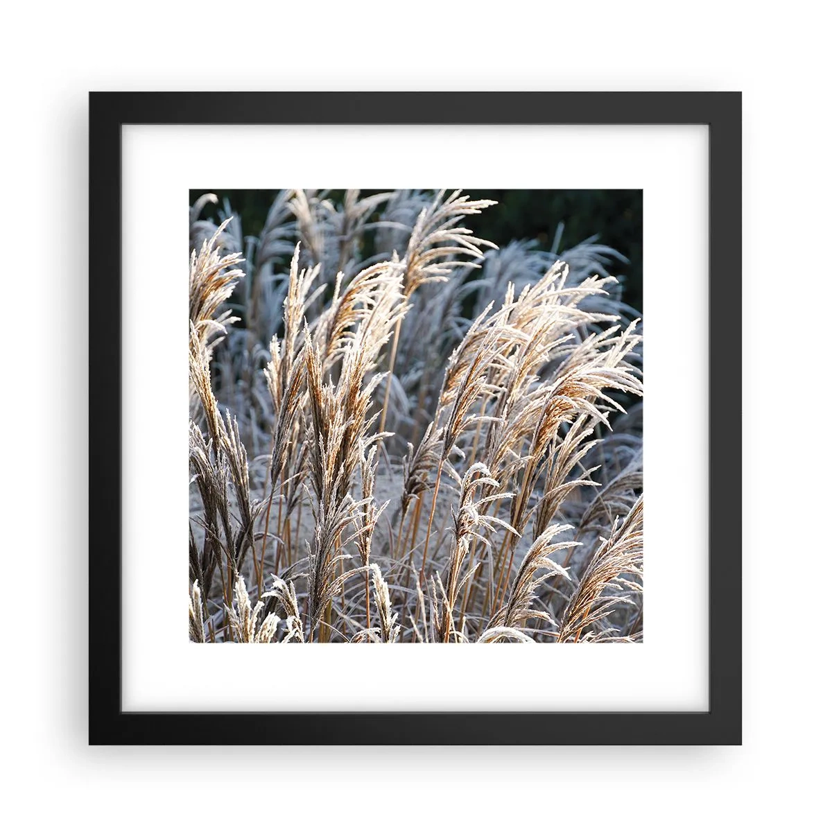 Poster in einem schwarzem Rahmen - Gekleidet mit Frost - 30x30 cm