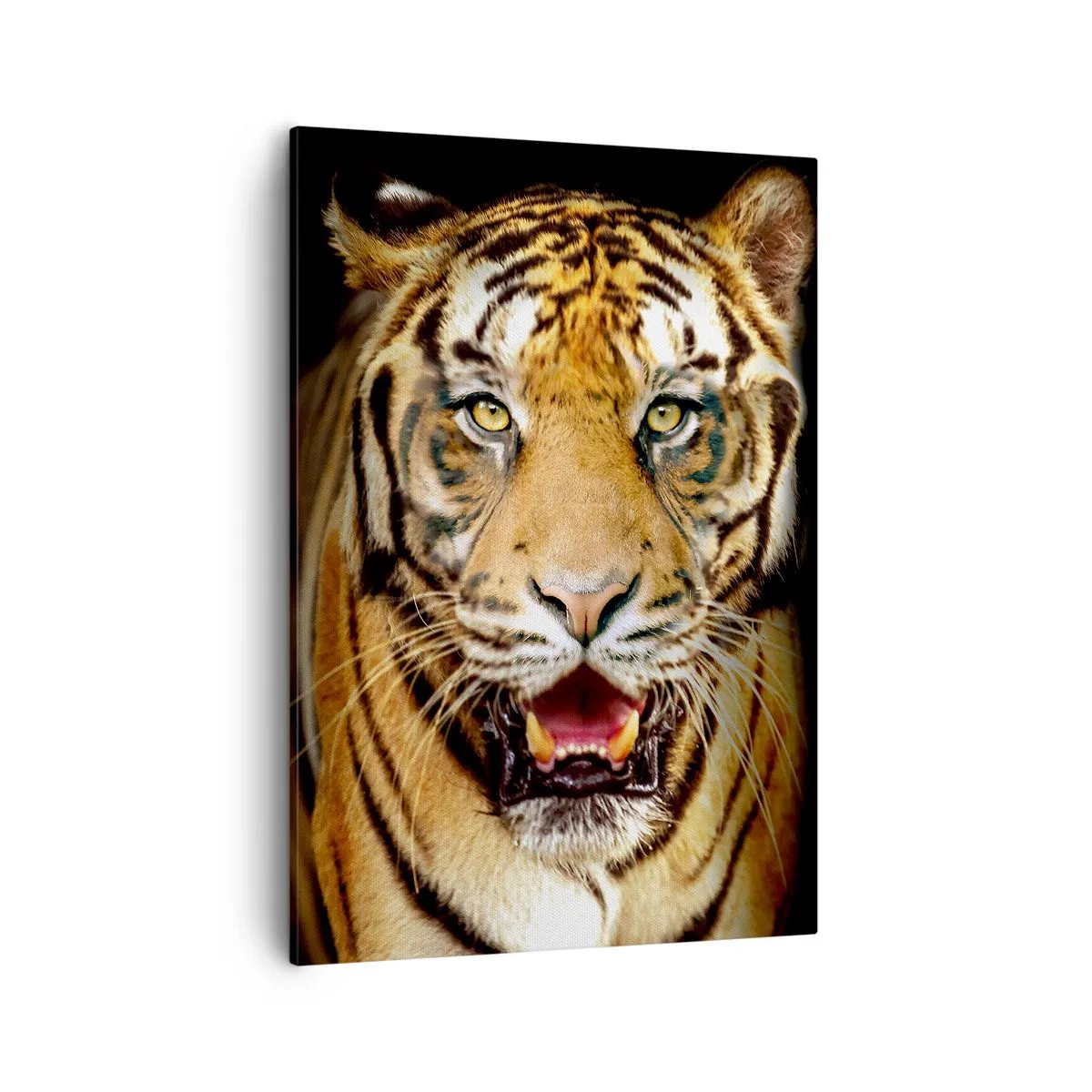 Bild auf Leinwand - Leinwandbild - Ein Tiger mit offenem Maul auf schwarzem Hintergrund - 50x70cm - Wild im Herzen - Moderne Wanddekoration für Wohnzimmer und Schlafzimmer ARTTOR