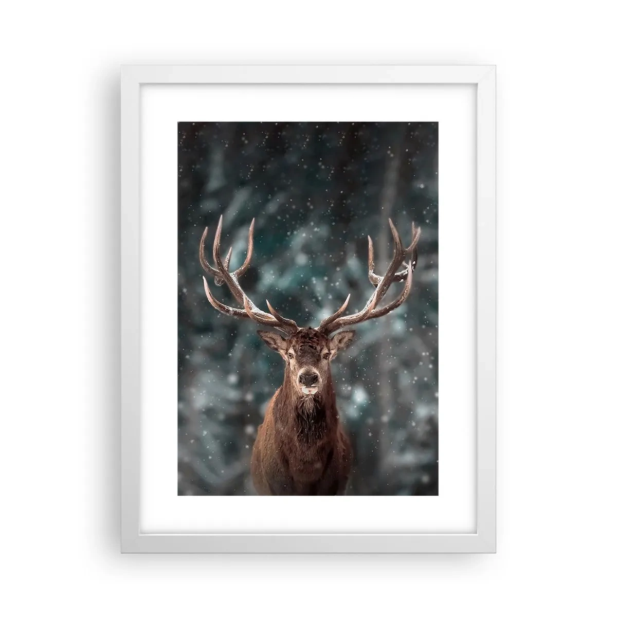 Poster in einem weißen Rahmen - Gekrönter König des Waldes - 30x40 cm