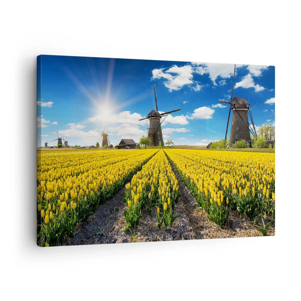 Bild auf Leinwand - Leinwandbild - Ein Feld mit gelben Tulpen mit Windmühlen am Horizont - 70x50cm - Holländischer geht's nicht - Moderne Wanddekoration für Wohnzimmer und Schlafzimmer ARTTOR