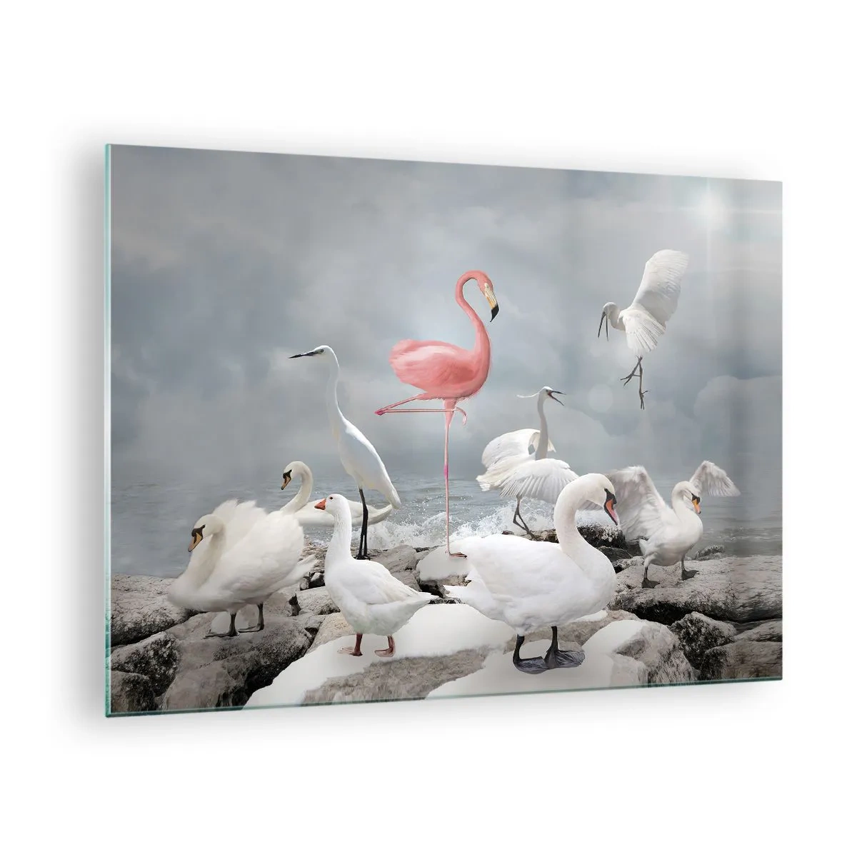 Glasbild - Bild auf glas - Ein rosa Flamingo zwischen weißen Schwänen und Reihern vor dem Wasser - 70x50cm - Wie kam ich hier hin? - Moderne Wanddekoration für Wohnzimmer und Schlafzimmer ARTTOR