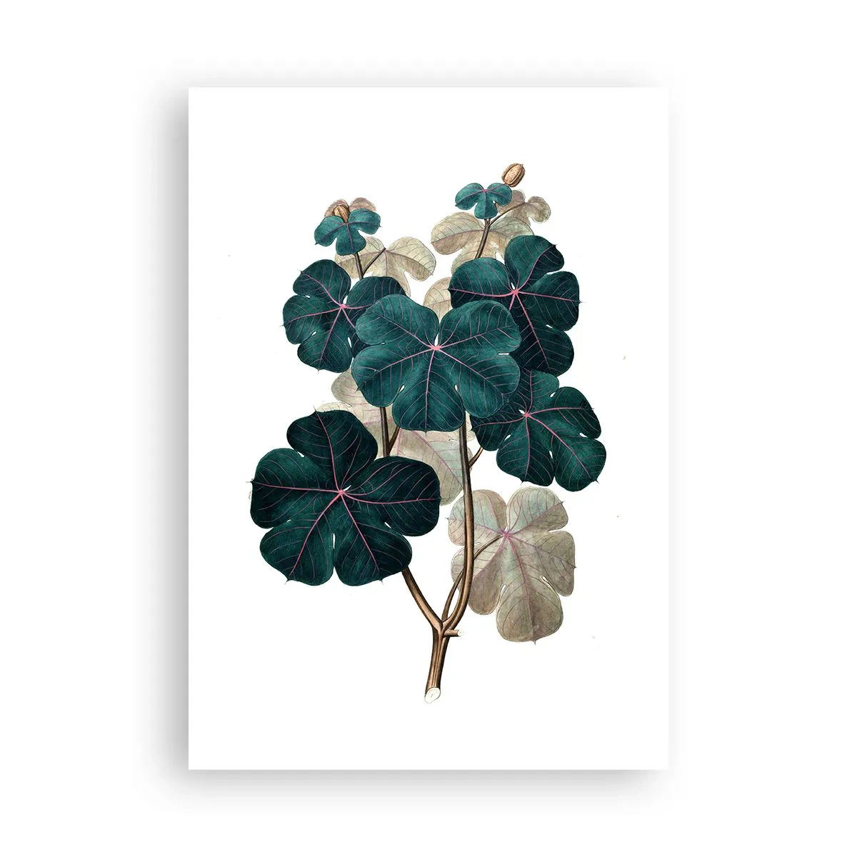 Poster - Aus dem alten Herbarium - 70x100 cm