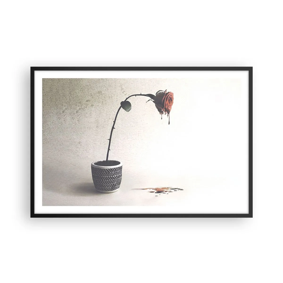 Poster in einem schwarzem Rahmen - Rosa dolorosa - 91x61 cm