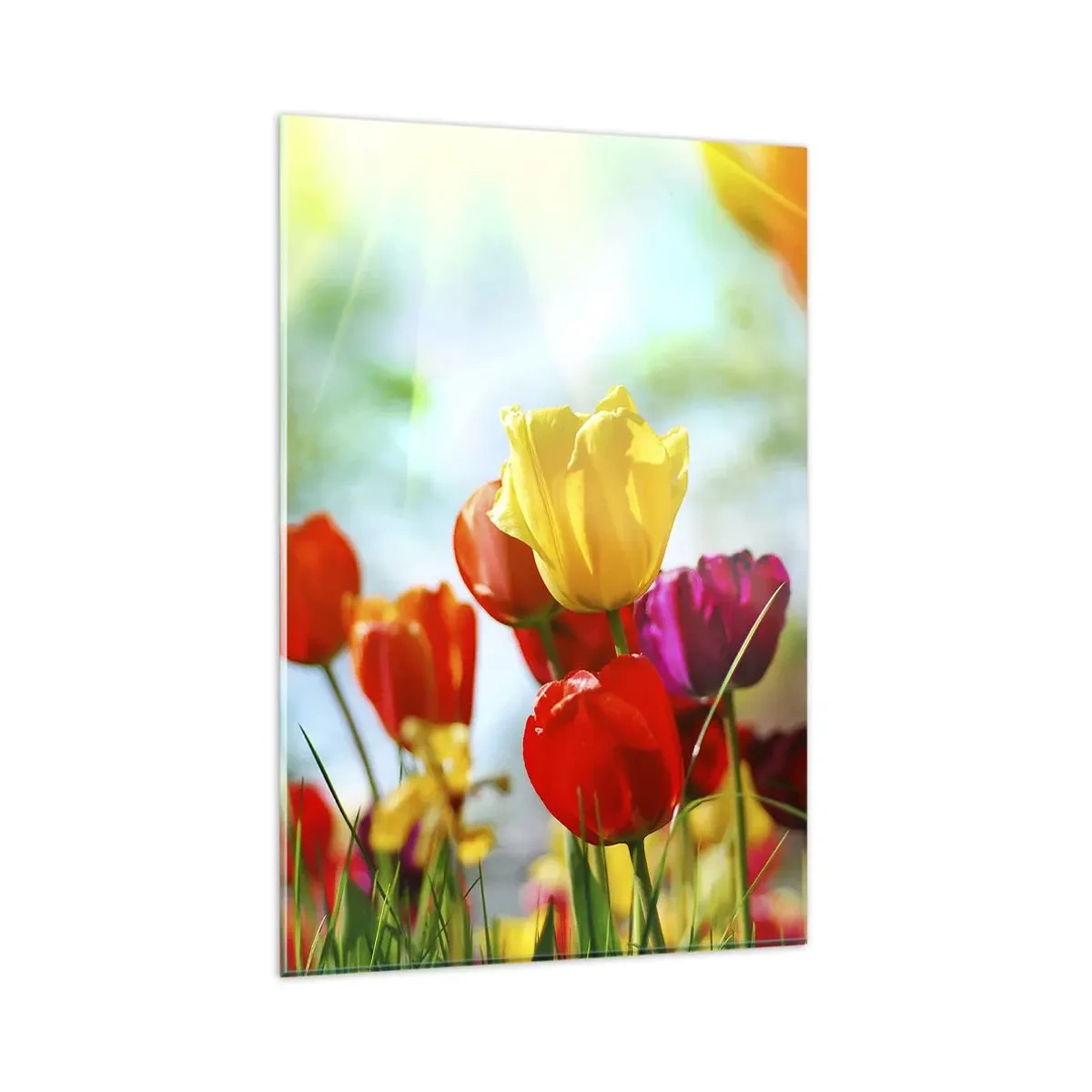 Glasbild - Bild auf glas - Bunte Tulpen im Sonnenschein - 80x120cm - Alle Farben der Sonne - Moderne Wanddekoration für Wohnzimmer und Schlafzimmer ARTTOR