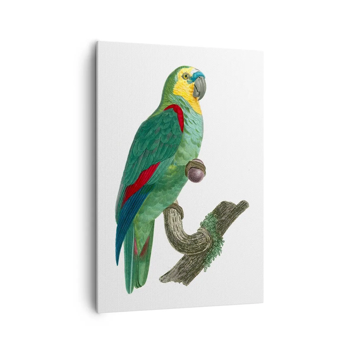 Bild auf Leinwand - Leinwandbild - Papageienporträt - 70x100 cm