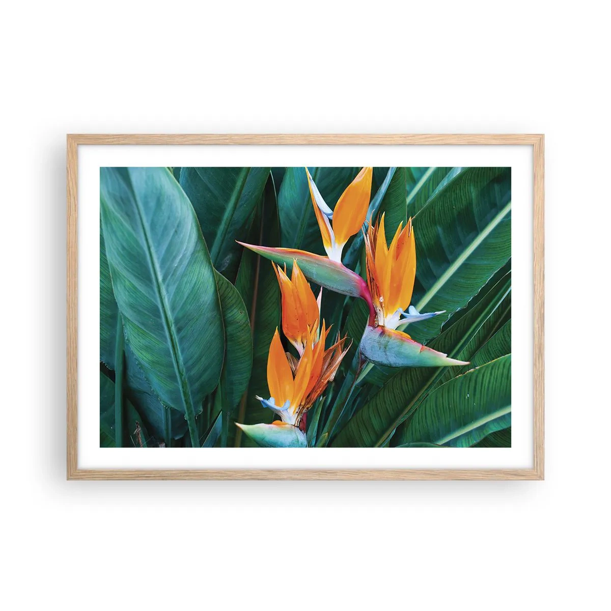 Poster in einem Rahmen aus heller Eiche - Ist es eine Blume oder ist es ein Vogel? - 70x50 cm