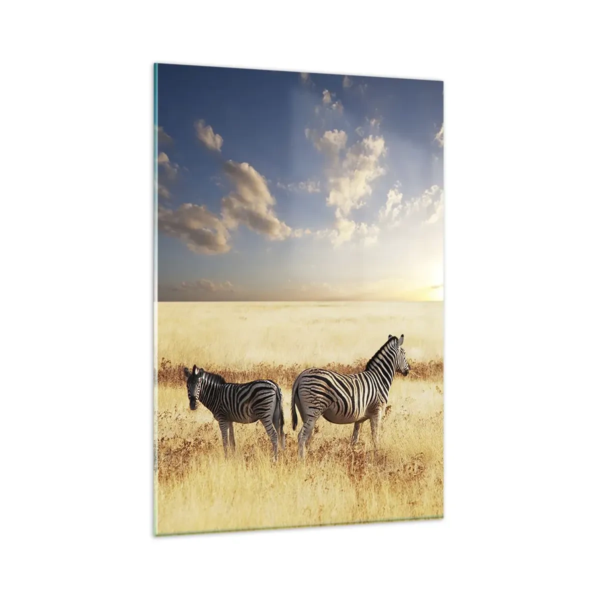 Glasbild - Bild auf glas - Zwei Zebras in der Savanne in den Strahlen der untergehenden Sonne - 80x120cm - Geh weg, sei nicht in Frieden - Moderne Wanddekoration für Wohnzimmer und Schlafzimmer ARTTOR