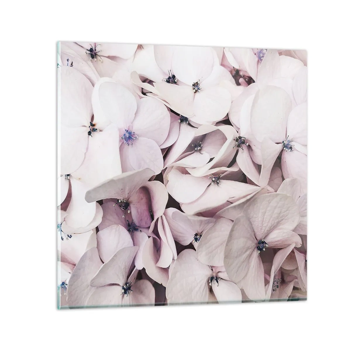 Glasbild - Bild auf glas - In einer Blumenflut - 30x30 cm