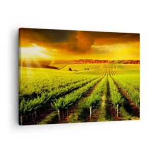 Bild auf Leinwand - Leinwandbild - Goldene Weinberge, beleuchtet von den Sonnenstrahlen - 70x50cm - Unter der australischen Sonne - Moderne Wanddekoration für Wohnzimmer und Schlafzimmer ARTTOR