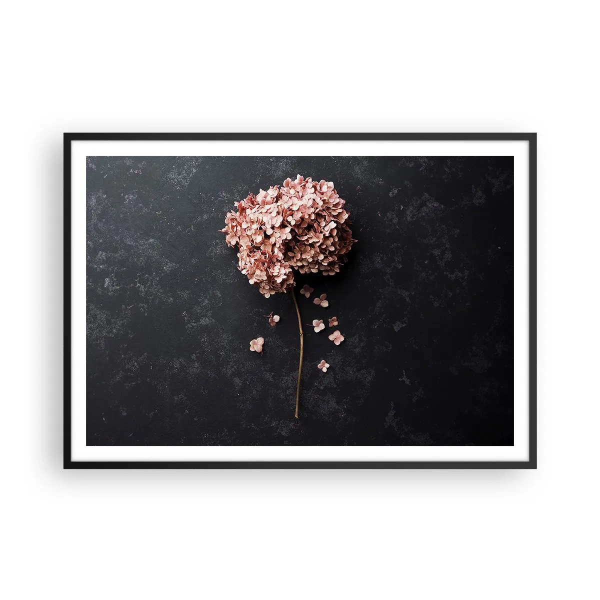 Poster in einem schwarzem Rahmen - Eine zarte Hortensienblüte auf dunklem Hintergrund - 100x70cm - Wirklich romantisches Zeichen - Moderne Wanddekoration für Wohnzimmer und Schlafzimmer ARTTOR