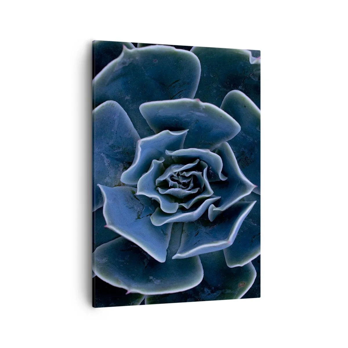 Bild auf Leinwand - Leinwandbild - Nahaufnahme einer grünen Sukkulentenrosette - 50x70cm - Wüstenblume - Moderne Wanddekoration für Wohnzimmer und Schlafzimmer ARTTOR