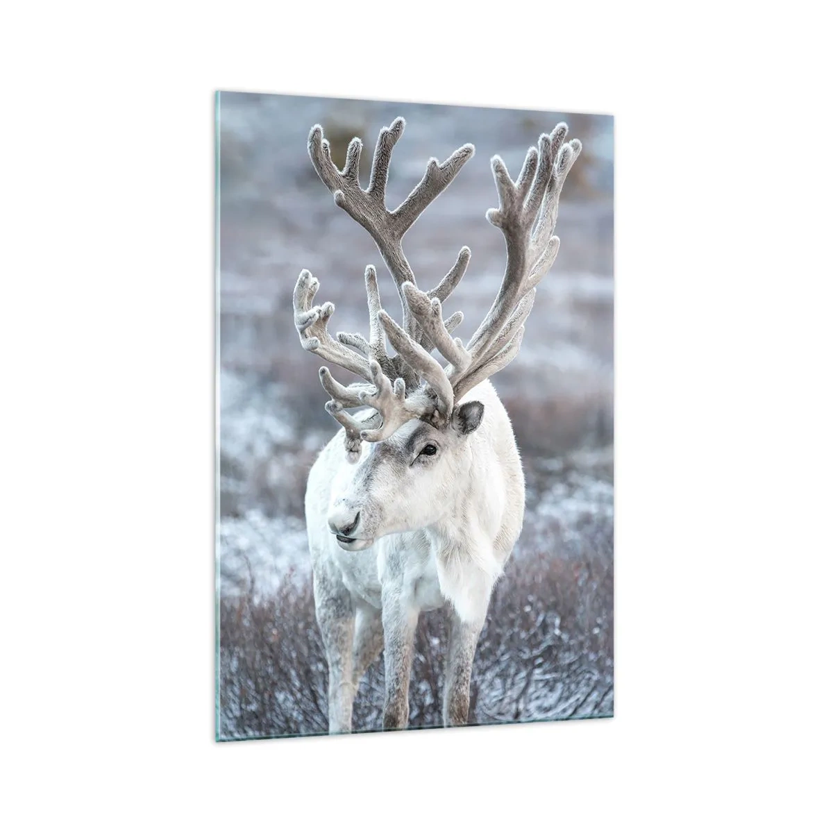 Glasbild - Bild auf glas - Porträt in der Sonne - 70x100 cm