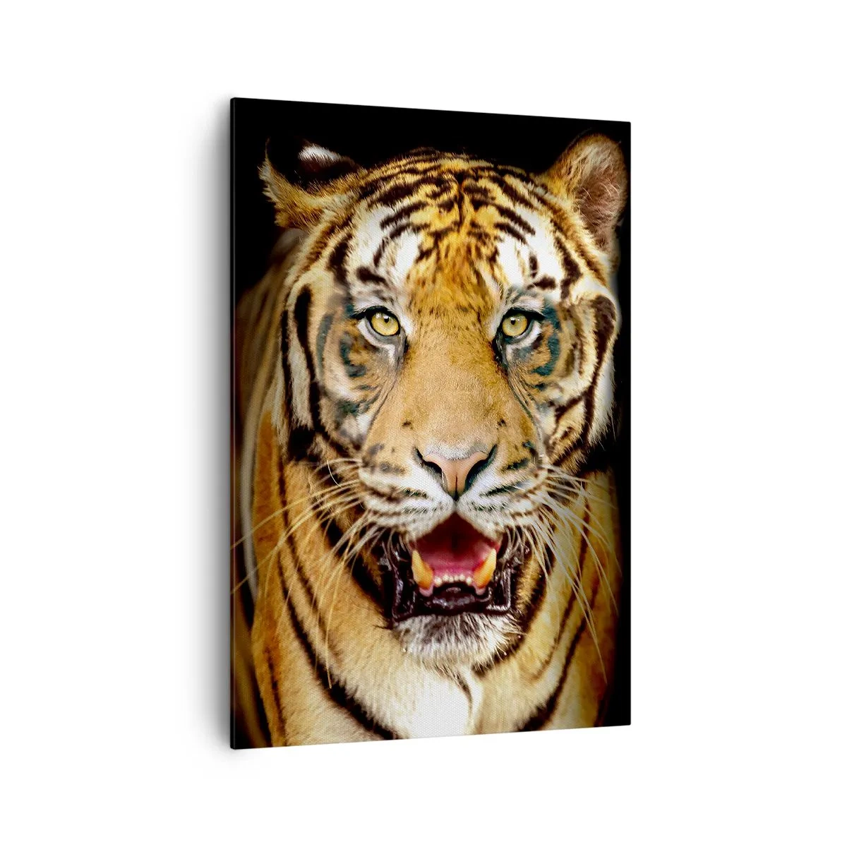 Bild auf Leinwand - Leinwandbild - Ein Tiger mit offenem Maul auf schwarzem Hintergrund - 70x100cm - Wild im Herzen - Moderne Wanddekoration für Wohnzimmer und Schlafzimmer ARTTOR