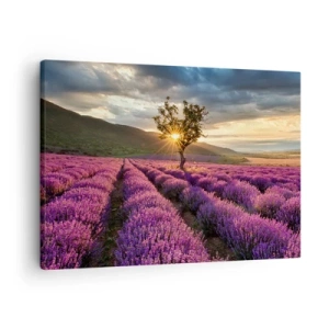 Bild auf Leinwand - Leinwandbild - Ein Lavendelfeld mit einem einsamen Baum bei Sonnenuntergang - 70x50cm - Fliederfarbenes Aroma - Moderne Wanddekoration für Wohnzimmer und Schlafzimmer ARTTOR