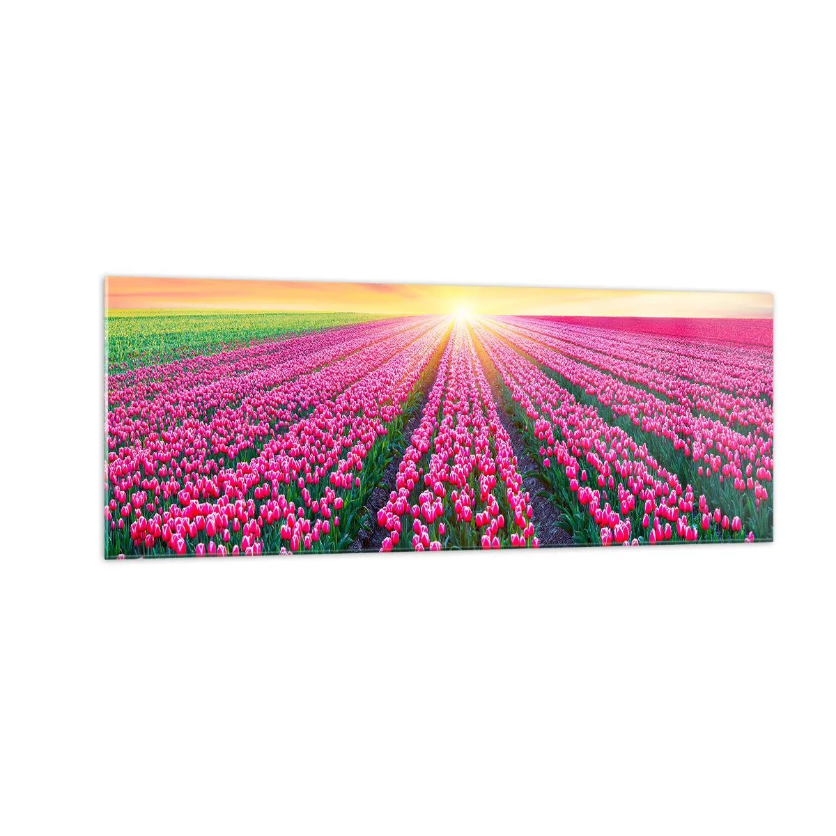 Glasbild - Bild auf glas - Ein Tulpenfeld bei Sonnenuntergang - 140x50cm - Schönheitsfarm - Moderne Wanddekoration für Wohnzimmer und Schlafzimmer ARTTOR