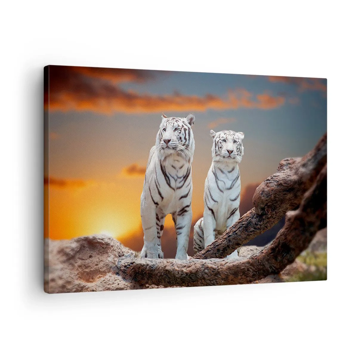 Bild auf Leinwand - Leinwandbild - Weiße Tiger in der untergehenden Sonne vor der Kulisse der Natur - 70x50cm - Genau wie Narnia - Moderne Wanddekoration für Wohnzimmer und Schlafzimmer ARTTOR