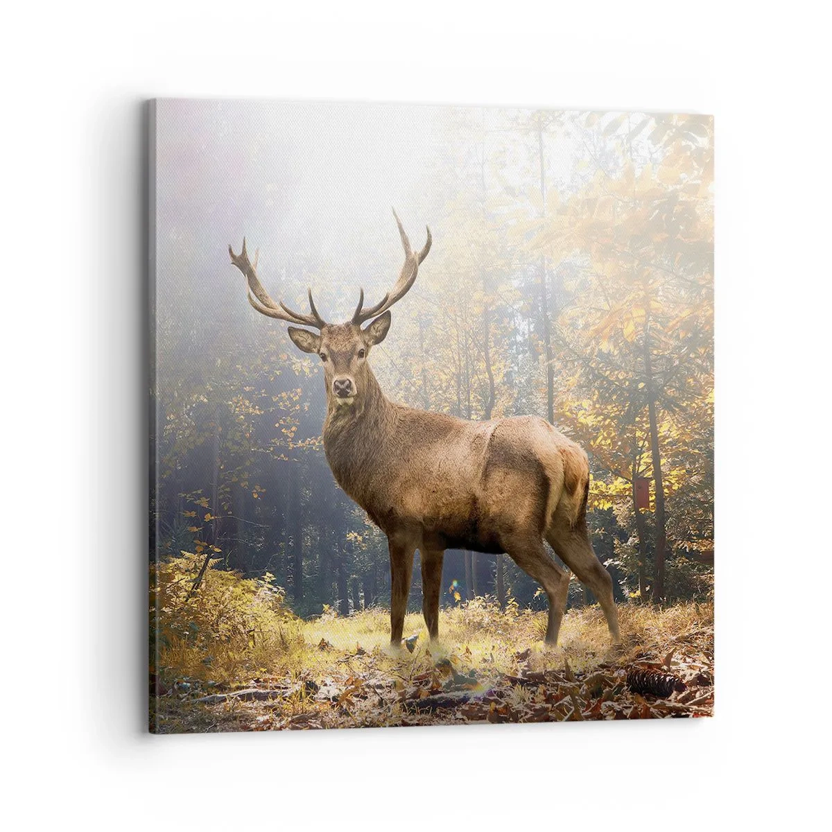 Bild auf Leinwand - Leinwandbild - In voller Majestät - 70x70 cm