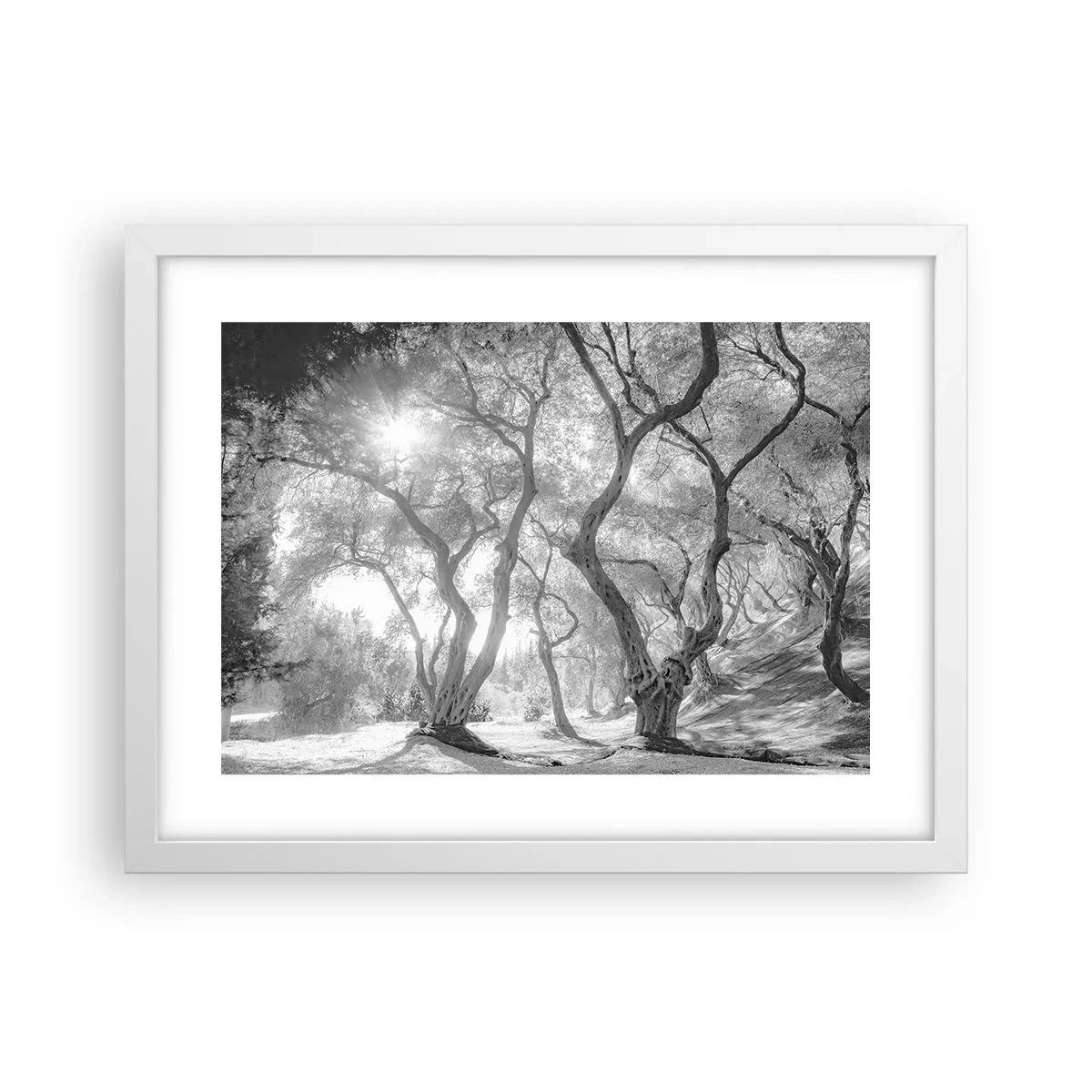 Poster in einem weißen Rahmen - Im Olivenhain - 40x30 cm