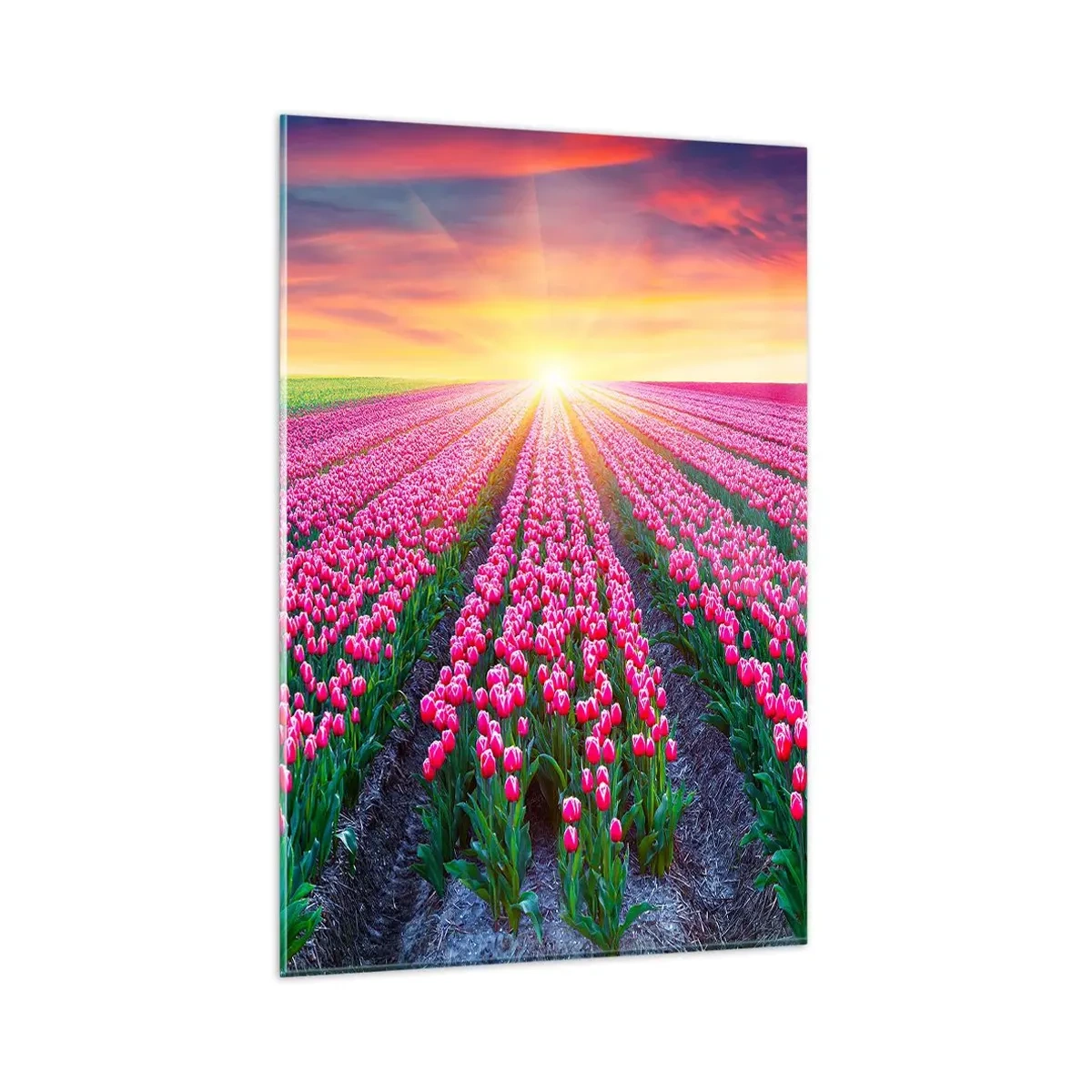 Glasbild - Bild auf glas - Ein Tulpenfeld bei Sonnenuntergang - 80x120cm - Schönheitsfarm - Moderne Wanddekoration für Wohnzimmer und Schlafzimmer ARTTOR