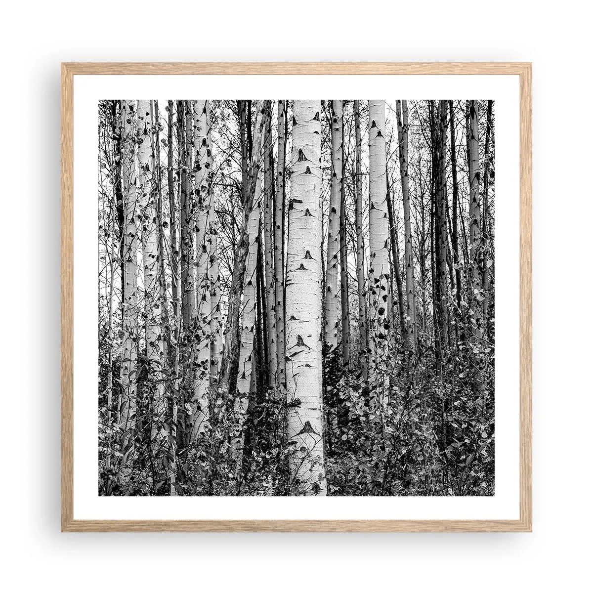 Poster in einem Rahmen aus heller Eiche - Birkenkolonnade - 60x60 cm