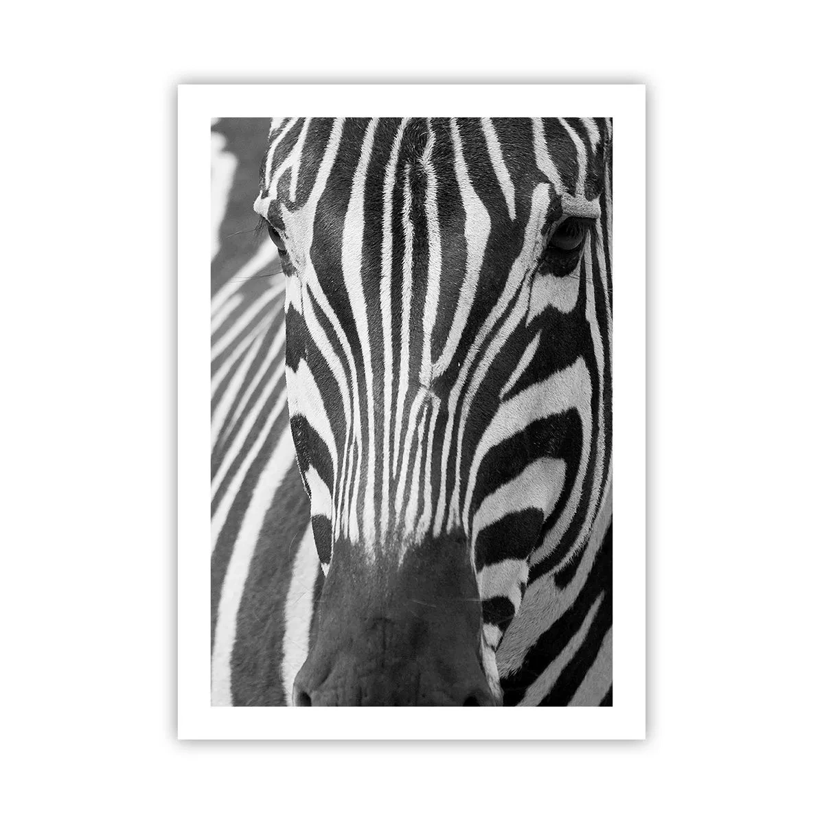 Poster - Porträt eines Zebras in einer Schwarz-Weiß-Komposition - 50x70cm - Die Welt ist schwarz und weiß - Moderne Wanddekoration für Wohnzimmer und Schlafzimmer ARTTOR