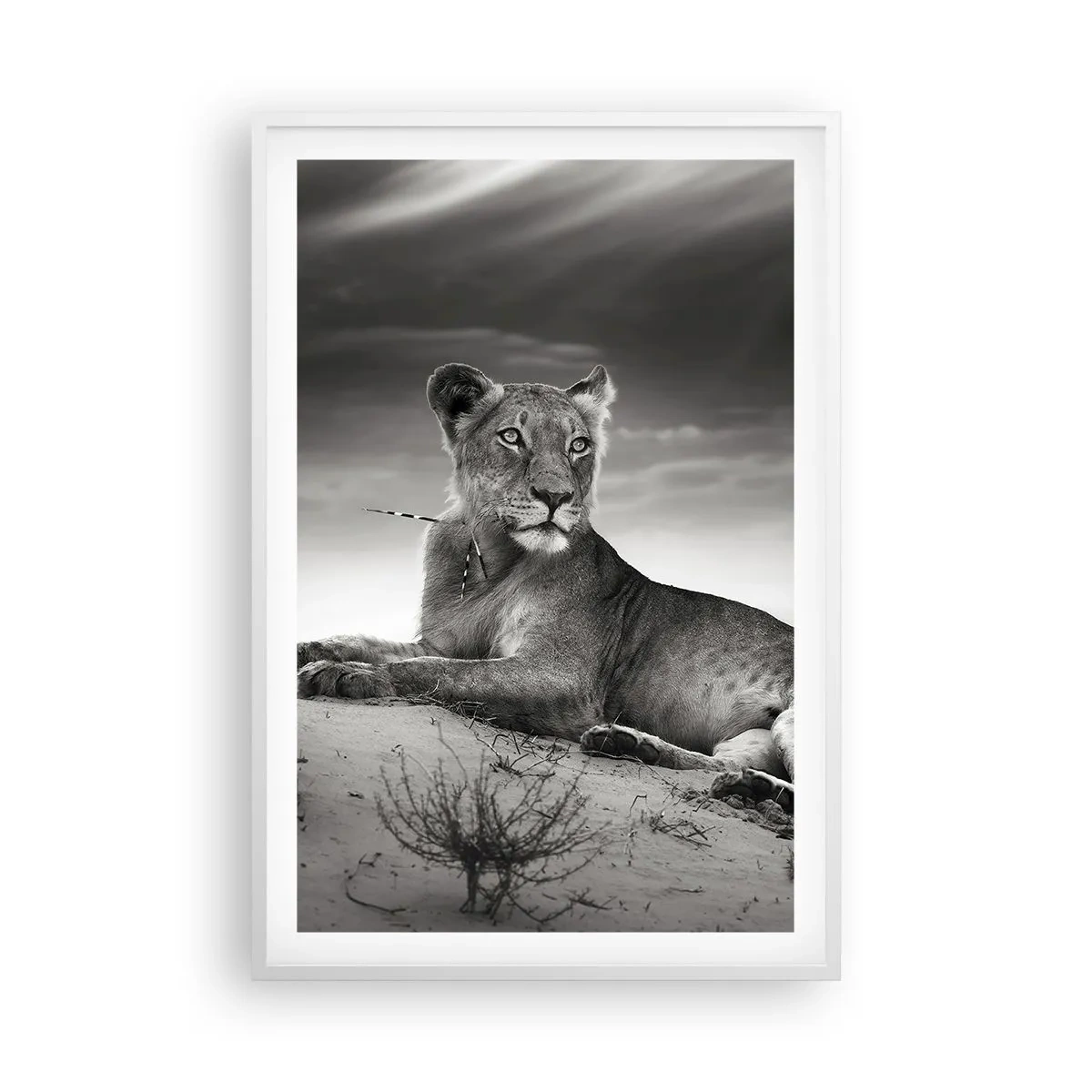 Poster in einem weißen Rahmen - Die Königin der Wüstenruhe - 61x91 cm