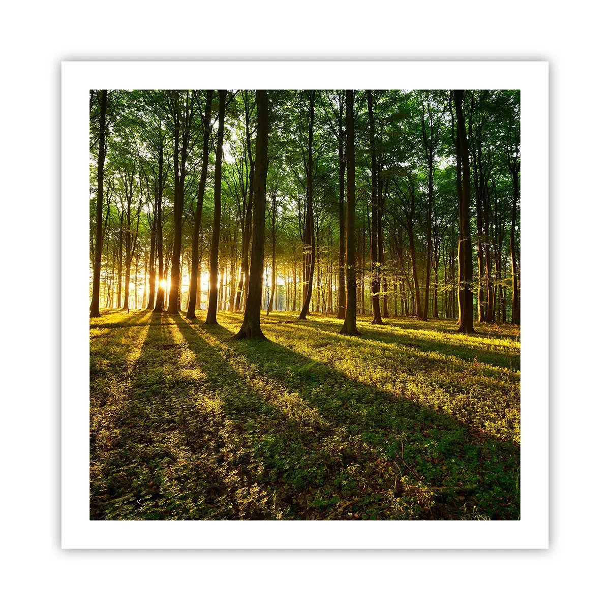 Poster - Alle Frühlingsfotografie - 60x60 cm