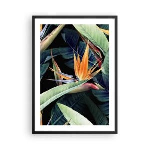 Poster in einem schwarzem Rahmen - Exotische Strelitzia-Blume auf dunklem Hintergrund - 50x70cm - Flammende Blumen der Tropen - Moderne Wanddekoration für Wohnzimmer und Schlafzimmer ARTTOR