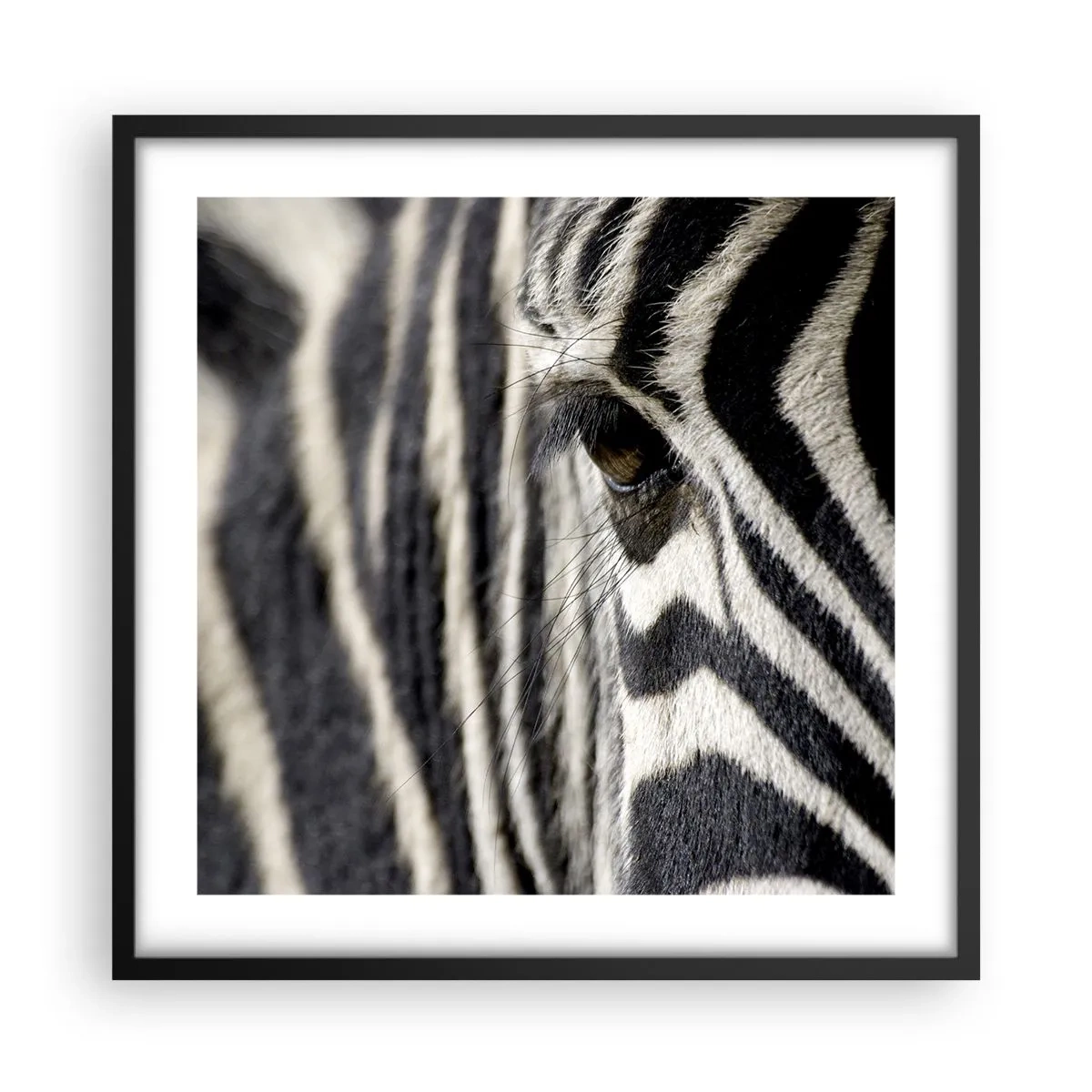 Poster in einem schwarzem Rahmen - Gestreiftes Porträt - 50x50 cm