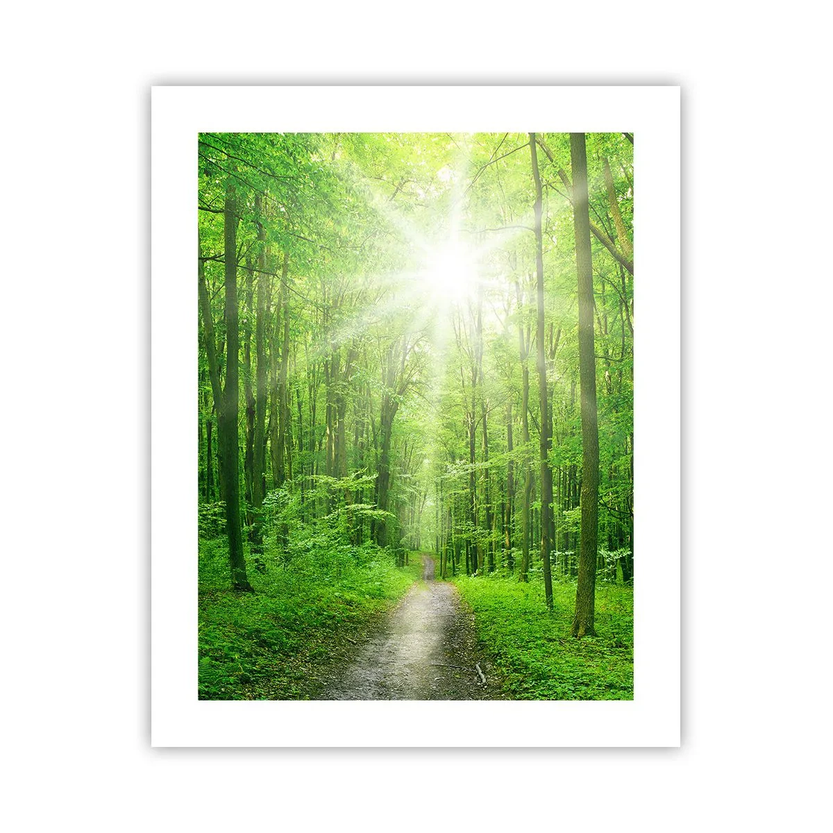 Poster - Die grüne Kathedrale - 40x50 cm