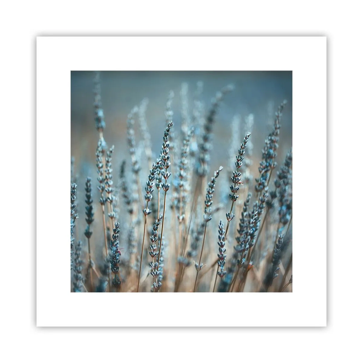 Poster - Duftendes Kornfeld - 30x30 cm