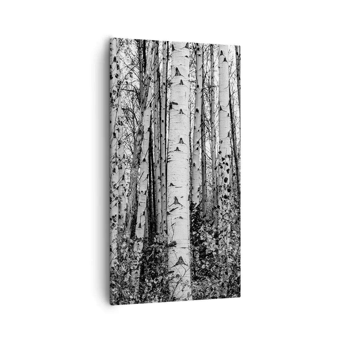 Bild auf Leinwand - Leinwandbild - Birkenkolonnade - 55x100 cm
