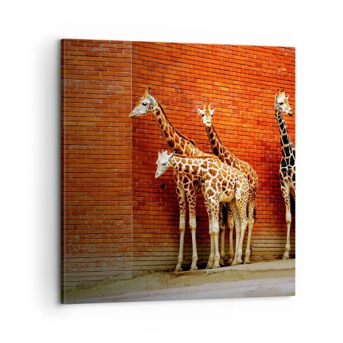 Bild auf Leinwand - Leinwandbild - Sehen Sie Akazien? - 60x60 cm