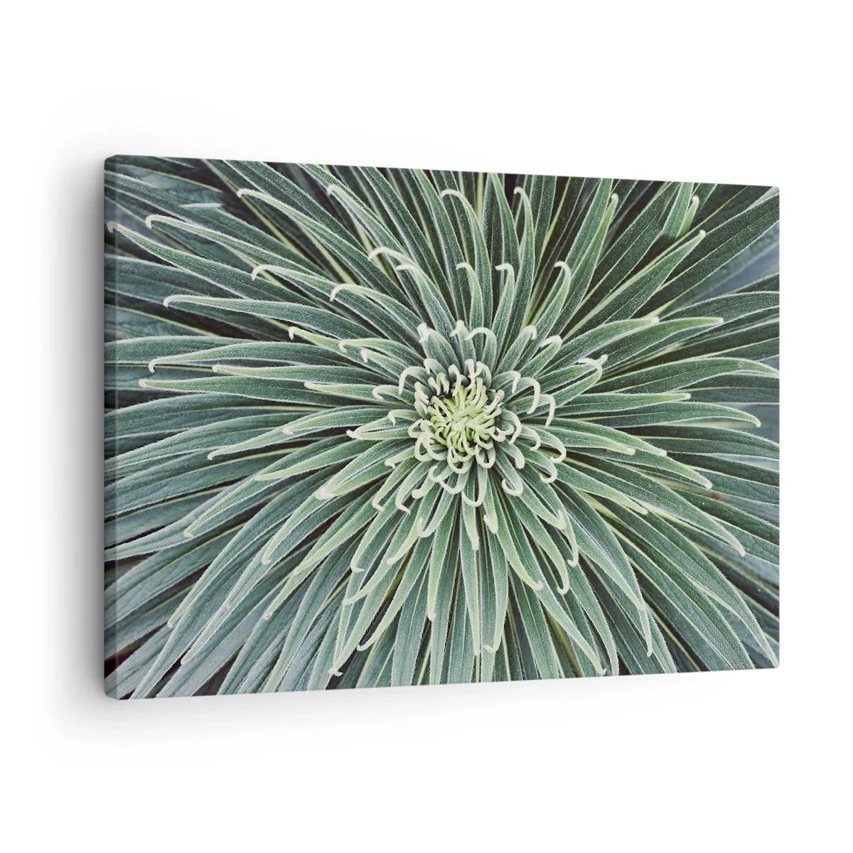 Bild auf Leinwand - Leinwandbild - Symmetrische Anordnung grüner Blätter, die einem Stern ähneln - 70x50cm - Ein Star ist geboren - Moderne Wanddekoration für Wohnzimmer und Schlafzimmer ARTTOR