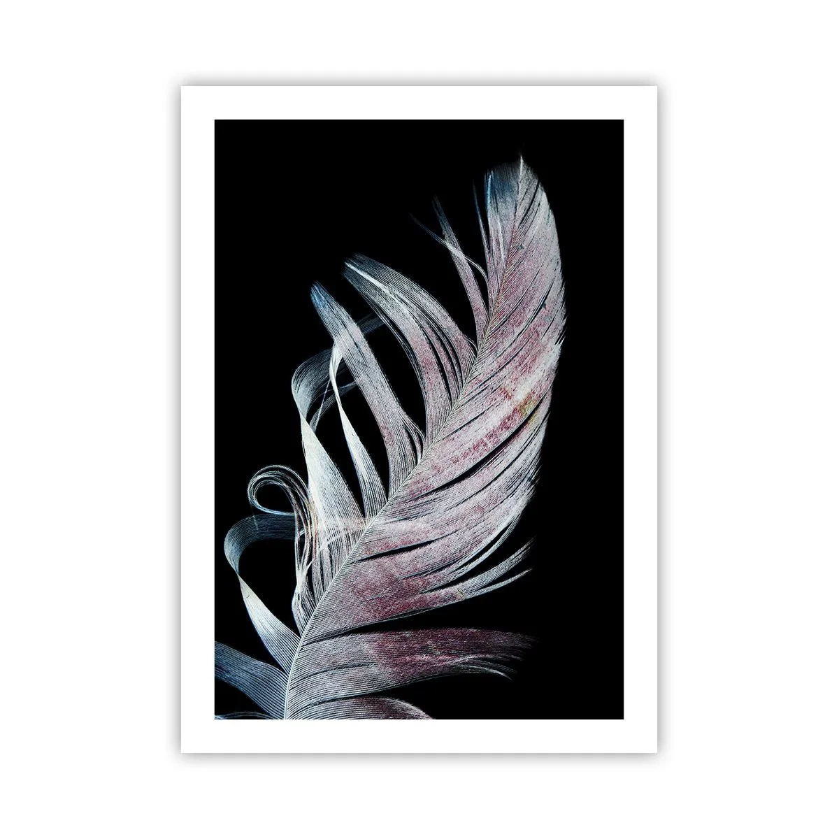 Poster - Eine Feder in zarten Rosa- und Blautönen auf schwarzem Hintergrund - 50x70cm - Denke an Berührung - Moderne Wanddekoration für Wohnzimmer und Schlafzimmer ARTTOR
