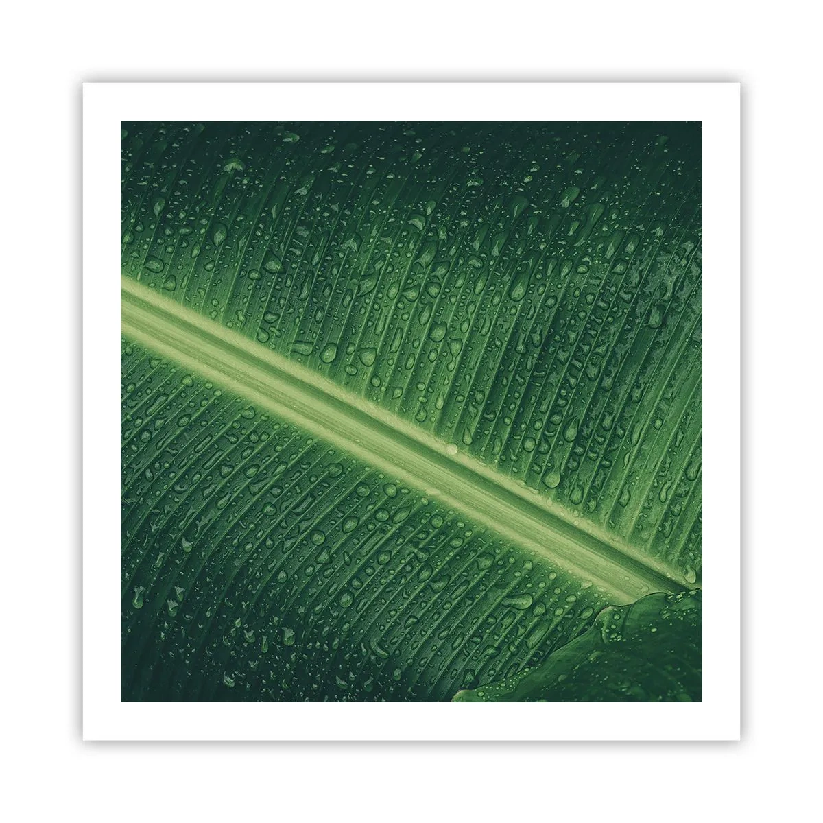 Poster - Die Struktur des Grüns - 60x60 cm