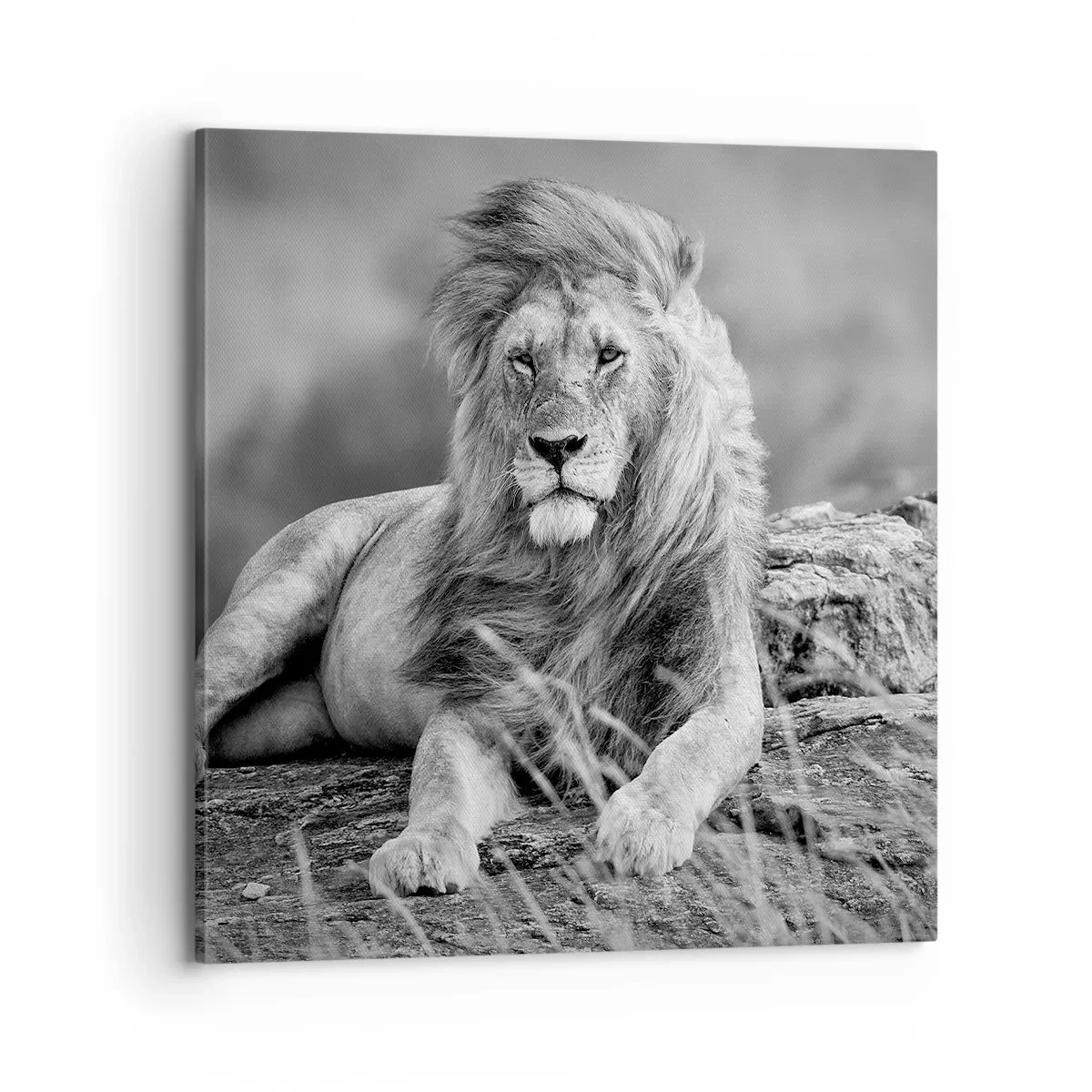 Bild auf Leinwand - Leinwandbild - Königliche Siesta - 70x70 cm