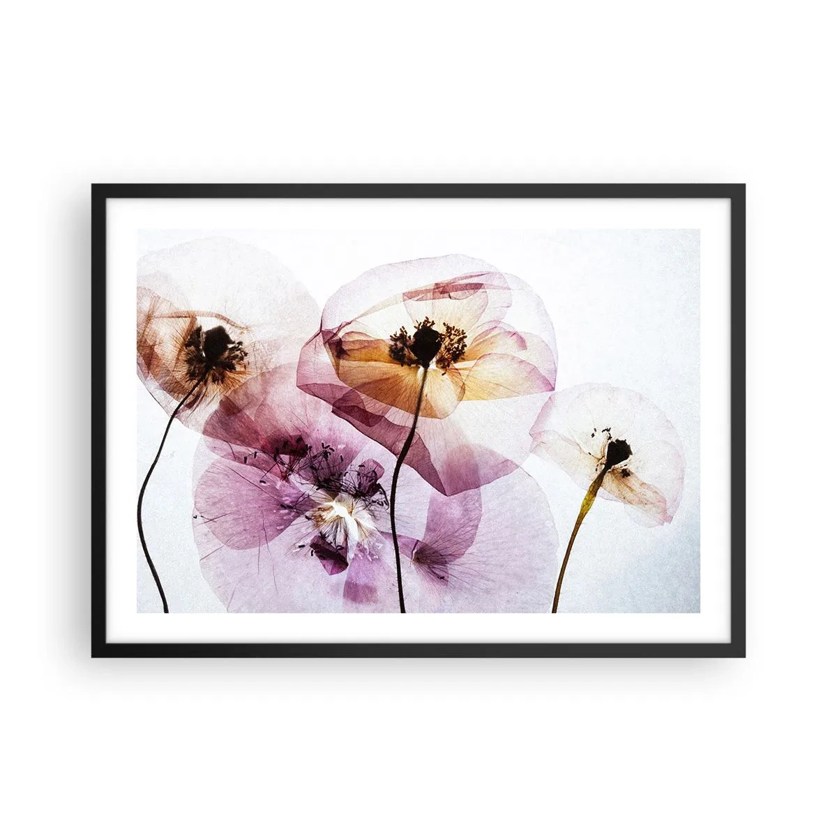 Poster in einem schwarzem Rahmen - Zarte transparente Blüten in Pastelltönen - 70x50cm - Transparente Körperblumen - Moderne Wanddekoration für Wohnzimmer und Schlafzimmer ARTTOR